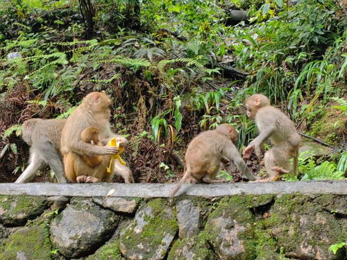 景区回应游客和野生猴子打架