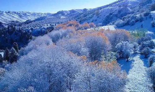 新疆雪后现大地之树——自然与人文的和谐共融